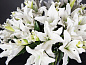 ETERNITY - VANESSA LILIUM Искусственное растение VGnewtrend — фото 1