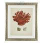 111741 Prints EC258 Antique Red Corals set of 6 Eichholtz