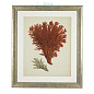 111741 Prints EC258 Antique Red Corals set of 6 Eichholtz