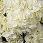 Искусственное растение Hydrangeas Eichholtz 119291 — фото 2