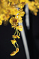 ONCIDIUM STEM Полиэстер Искусственное растение VGnewtrend — фото 1