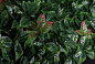 PHOTINIA Растительная рамка VGnewtrend — фото 2