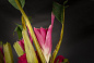 ETERNITY OKINAWA ROSES Цветочная композиция со стеклянной вазой VGnewtrend