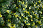 PITTOSPORUM зеленая стена из искусственных растений, VGnewtrend — фото 1