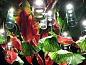 FLOWER POWER ANTHURIUM SQUARE Светодиодный потолочный светильник из муранского стекла VGnewtrend — фото 2