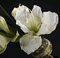 BULBO AMARYLLIS Полиэстер Искусственное растение VGnewtrend — фото 1