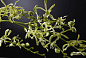 RAMO ORCHIDEA CAMBRIA Полиэстер Искусственное растение VGnewtrend — фото 1
