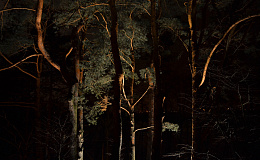 Подсветка сосен