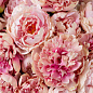 Искусственное растение Peonies Eichholtz 119278 — фото 2