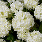 Искусственное растение Hydrangeas Eichholtz 119290 — фото 1