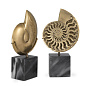 113731 Object Ammonite set of 2 Объект Eichholtz