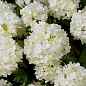 119290 Eichholtz Hydrangeas букет из гортензий — фото 1