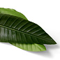 Искусственное растение Strelitzia Leaves Eichholtz 119287 — фото 4