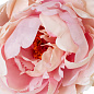 Искусственное растение Peonies Eichholtz 119278 — фото 4
