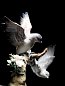 Фарфоровая скульптура двух птиц на цветущей ветке Forest Song Birds Lladro 01008315 — фото 1