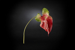 1001599.30 VGnewtrend Anthurium Искусственное растение