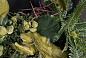 LOTUS LEAF WALL Растительная рамка VGnewtrend — фото 6