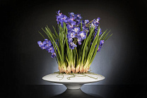CYMBIDIUM среднее цветочное украшение, VGnewtrend