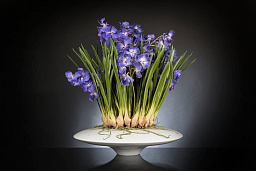 CYMBIDIUM среднее цветочное украшение, VGnewtrend