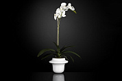 ATOLLO 1 WITH PHALENOPSIS SMALL среднее цветочное украшение, VGnewtrend