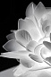 Потолочно-настенный светильник Veli Foliage SLAMP — фото 6