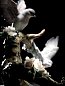 Фарфоровая скульптура двух птиц на цветущей ветке Forest Song Birds Lladro 01008315 — фото 4