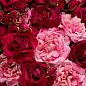 119283 Eichholtz Roses букет из роз — фото 2