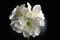 AMARYLLIS REAL TOUCH Искусственное растение VGnewtrend — фото 1