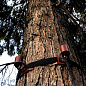 Светильник для деревьев MaxiSegno Spot Strap 45 Ghidini GH1236 — фото 4