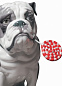1009234 Lladro Dog Candy керамическая фигурка бульдога с конфетой — фото 1