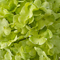Искусственное растение Hydrangeas Eichholtz 119294 — фото 5