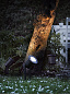 20788303 Spotlight LED Nordlux садовый светильник черный