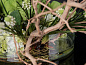 ETERNITY ROUND ROSE Искусственное растение VGnewtrend — фото 4