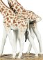 Фарфоровая скульптура пары жирафов Giraffes Lladro 01009389 — фото 5