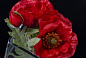 ETERNITY POPPY CUBE Цветочная композиция со стеклянной вазой VGnewtrend — фото 12