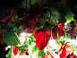 FLOWER POWER ANTHURIUM SQUARE Светодиодный потолочный светильник из муранского стекла VGnewtrend — фото 5