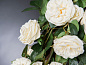 ETERNITY PENELOPE COLUMN ROSES Искусственное растение VGnewtrend — фото 5