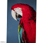 53086 Картина в стекле Twin Parrot 80x120см Kare Design