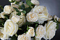 CAMILLA ROSES Искусственное растение VGnewtrend — фото 3